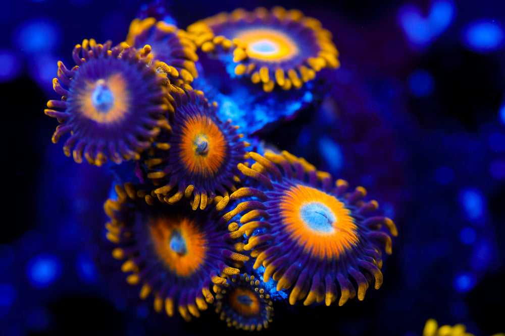 Scrambled Eggs Zoa