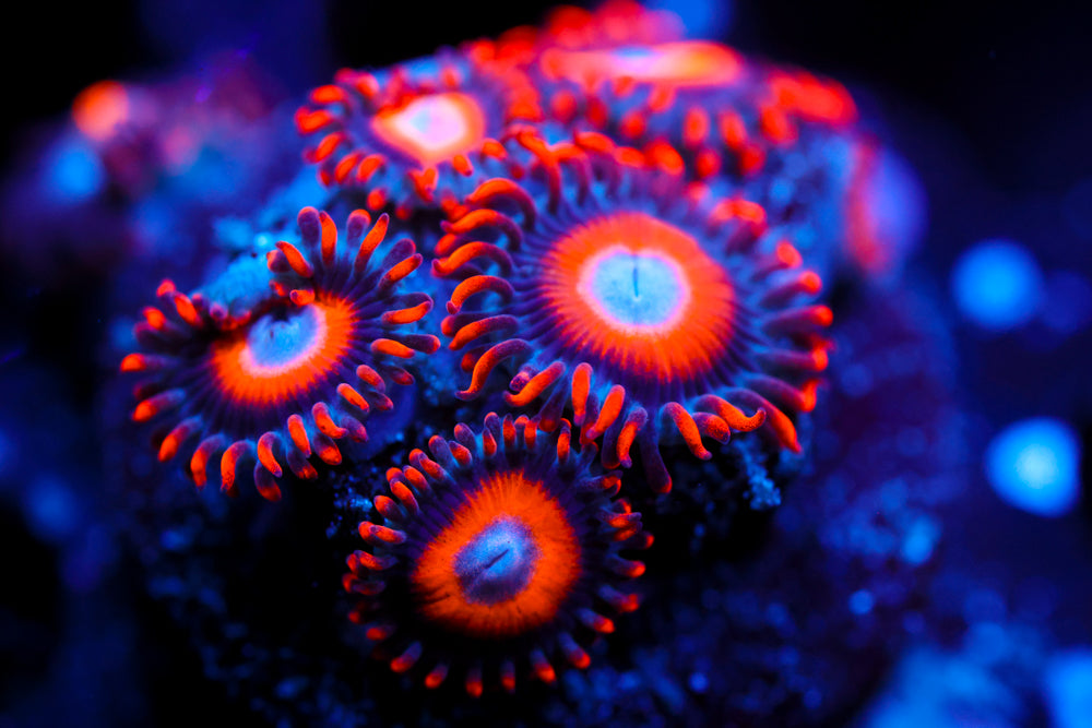 Orange Oxide Zoa
