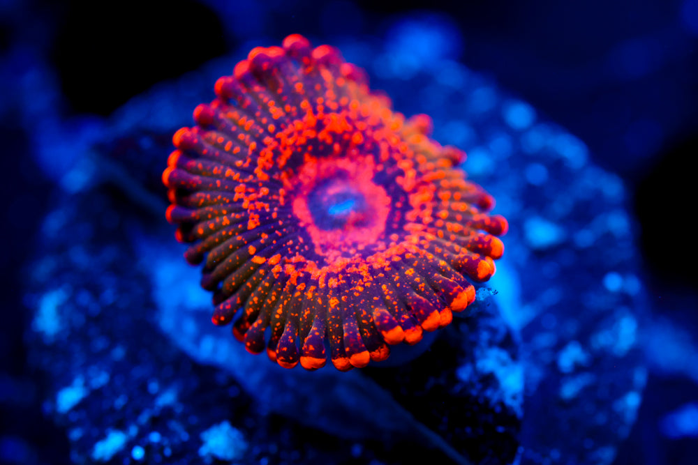JF AzzKrak Zoa (ultra high-end)
