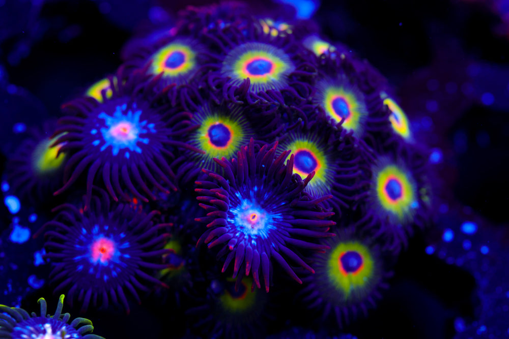 Bob Marley + Mystique Zoa