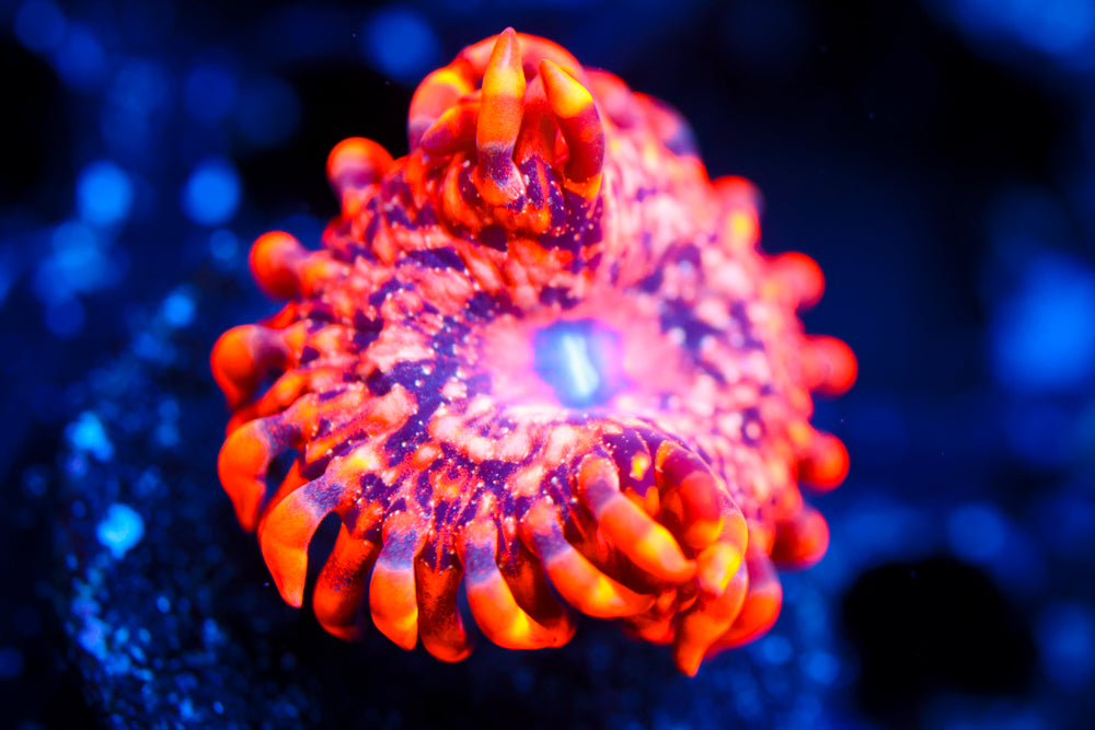 Utter Chaos Zoa