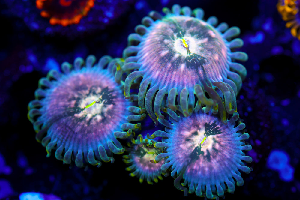 Cosmic Hawaiian PE Zoa