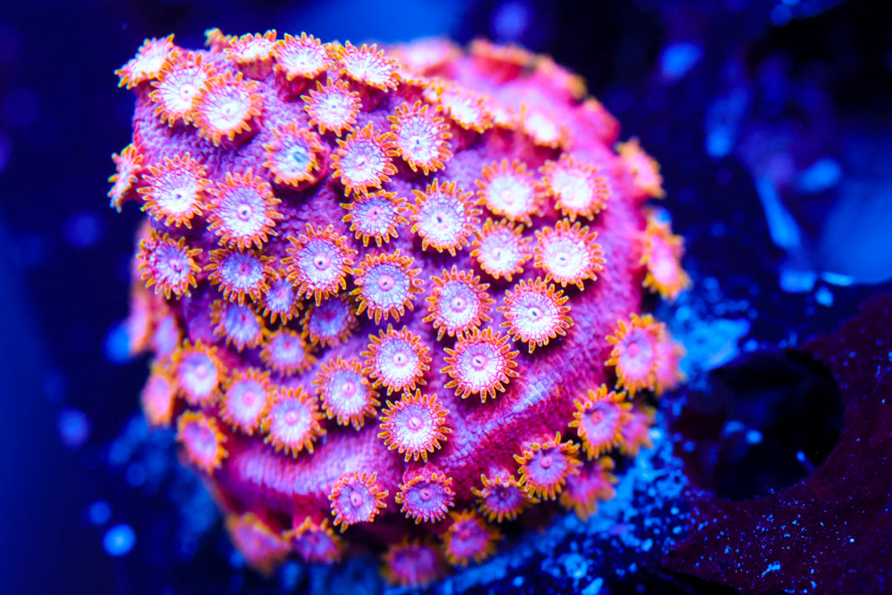 Strawberry Cyphastrea