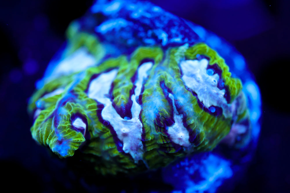 Hamster in Microwave Favia