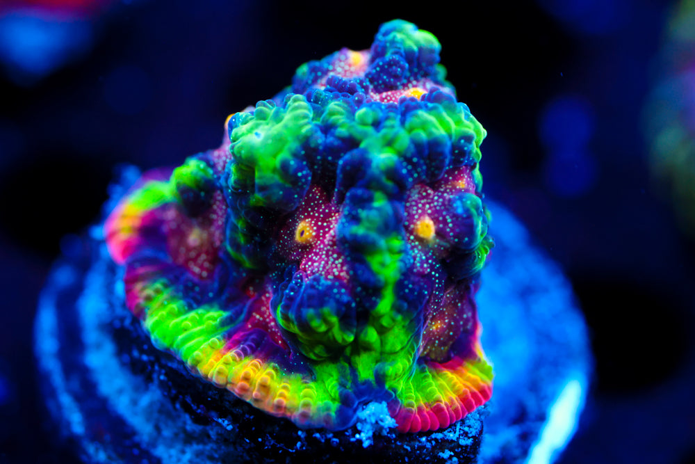 CV Rainbow Venom Favia