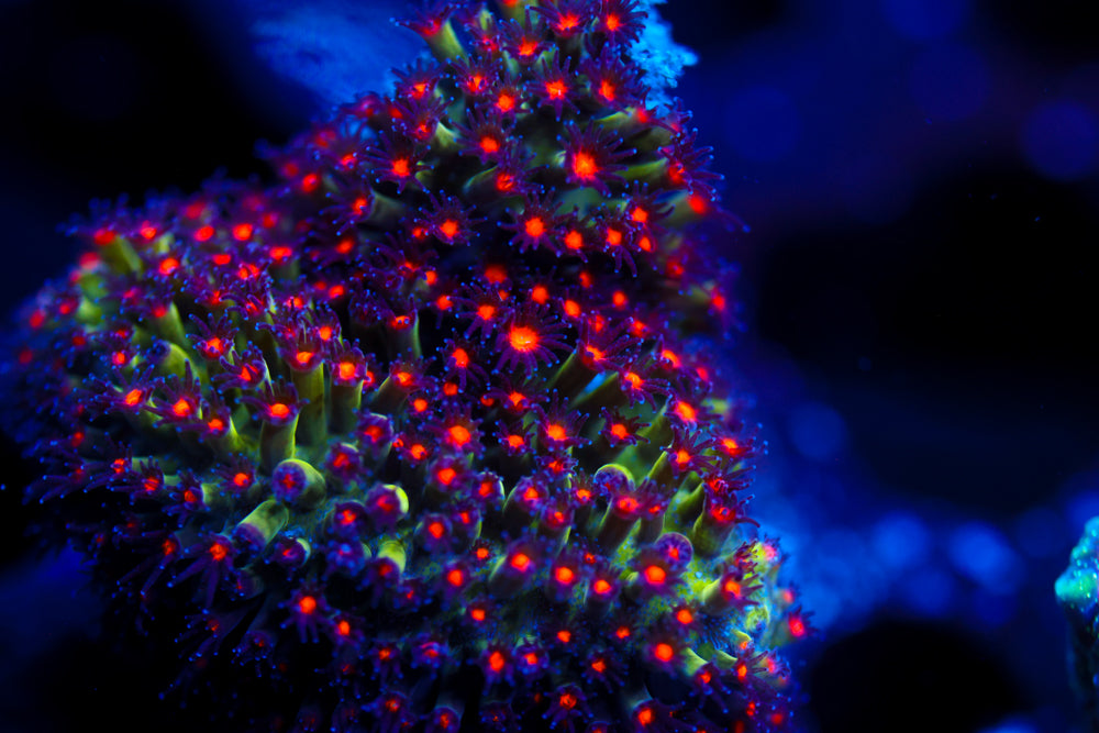 JF Sunset Stylocoeniella