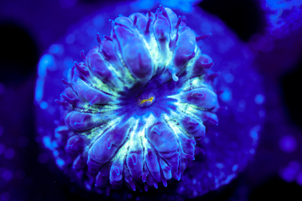 Black Raven Blasto Merletti