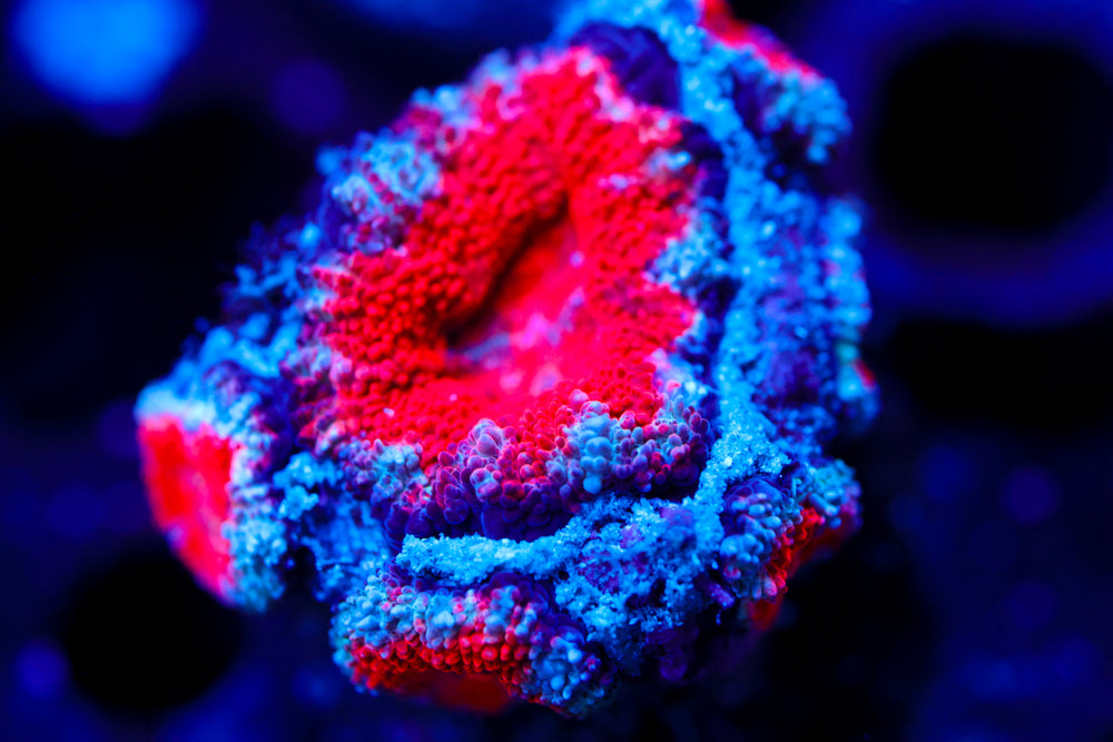 Red Acan Multi Heads – Aqua-Vault