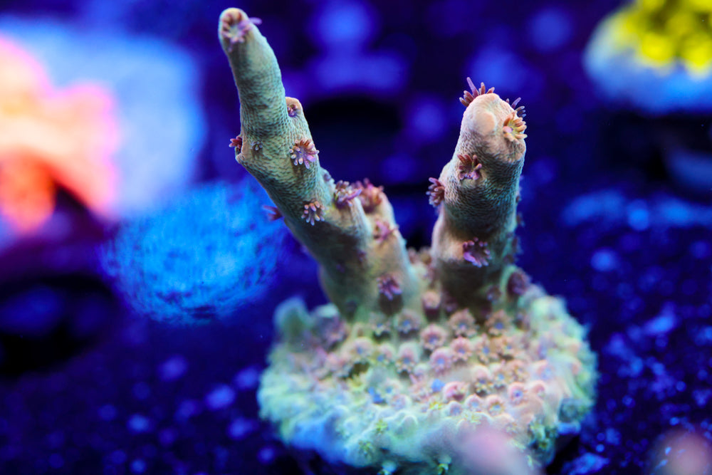 Greg's Unicorn Acro  1