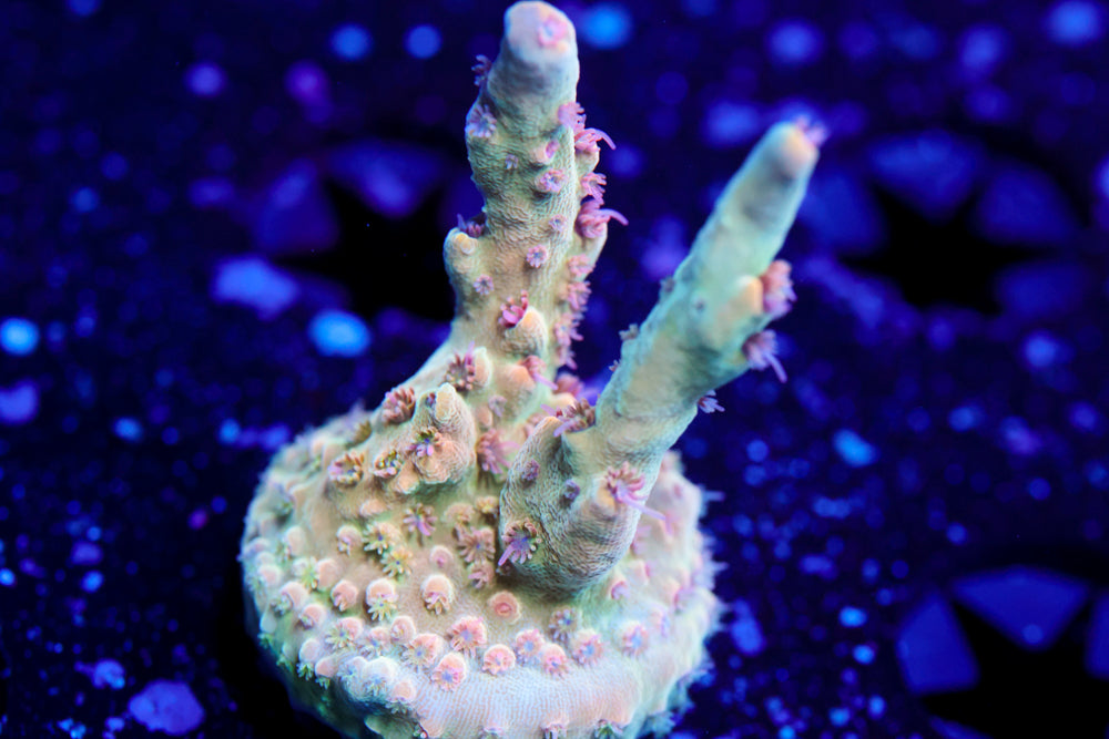 Greg's Unicorn Acro  2
