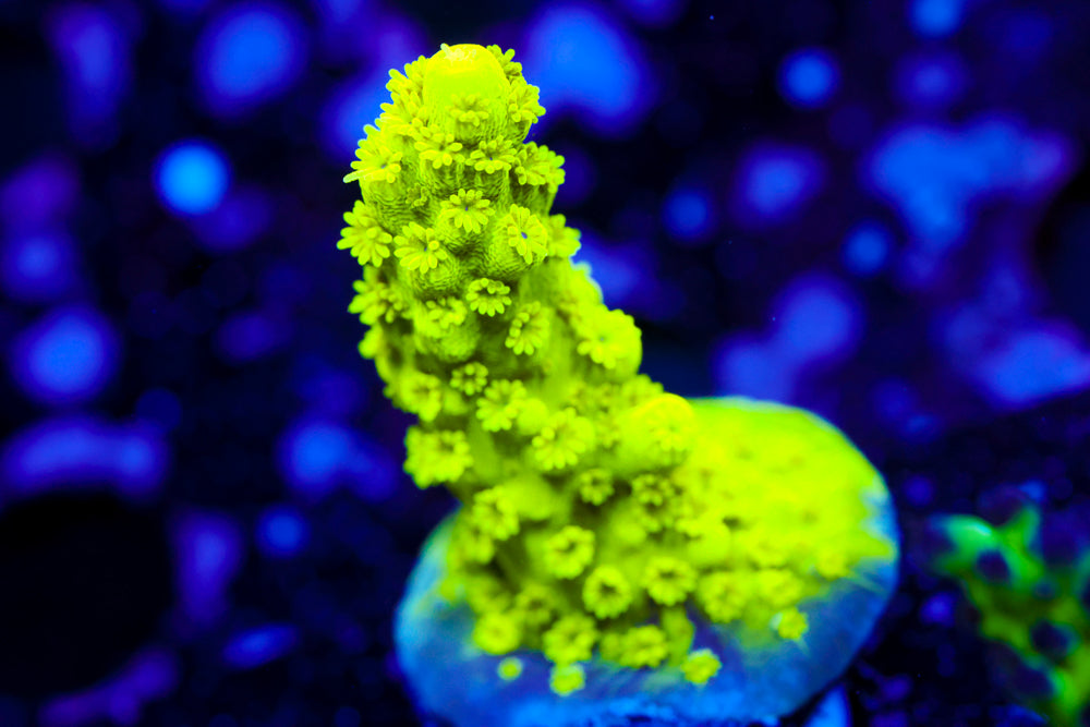 CV Green Lantern Acro 1