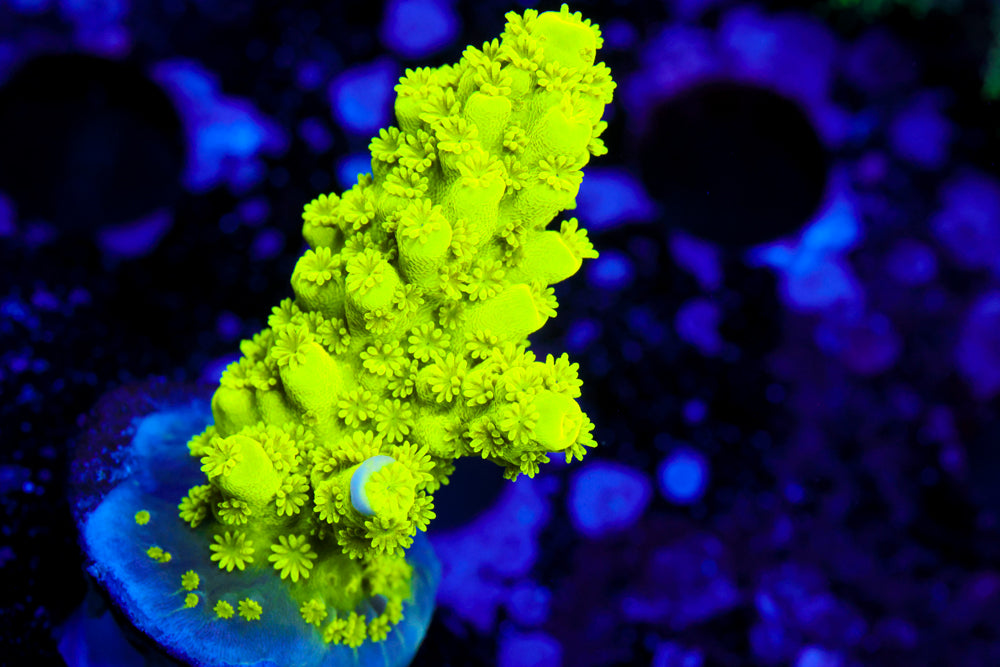 CV Green Lantern Acro 2