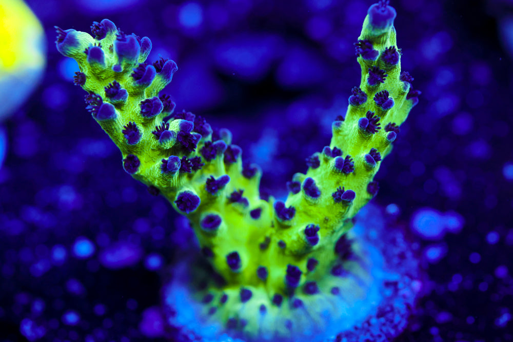 TSA Grape Ape Acro 1