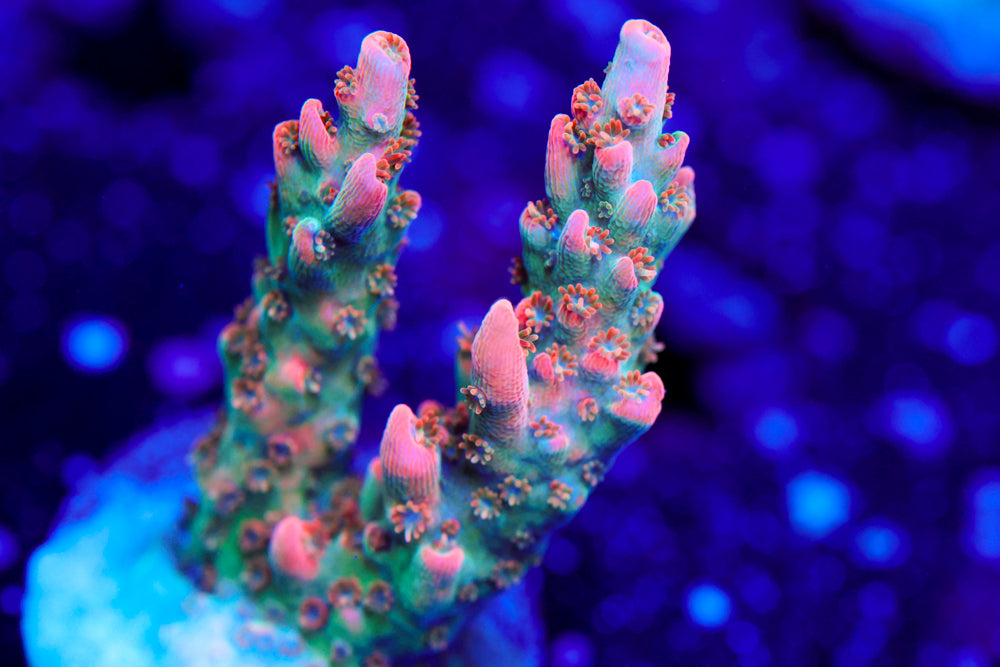 BC Frankenberry Acro 2