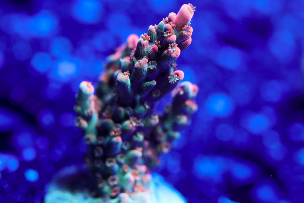 BC Frankenberry Acro 1