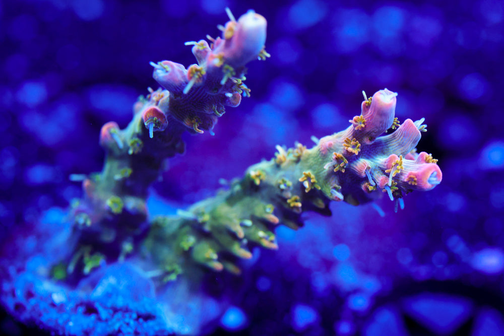 CC Voodoo Magic Acro 1