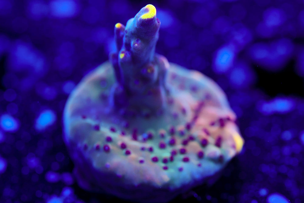 JF Fox Flame Acro 1