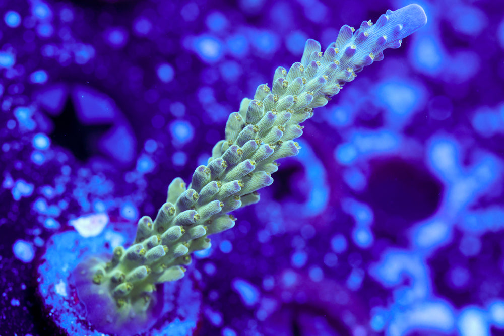 Tricolor Valida Acro 1