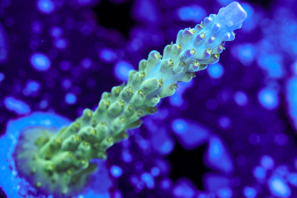 Tricolor Valida Acro 2