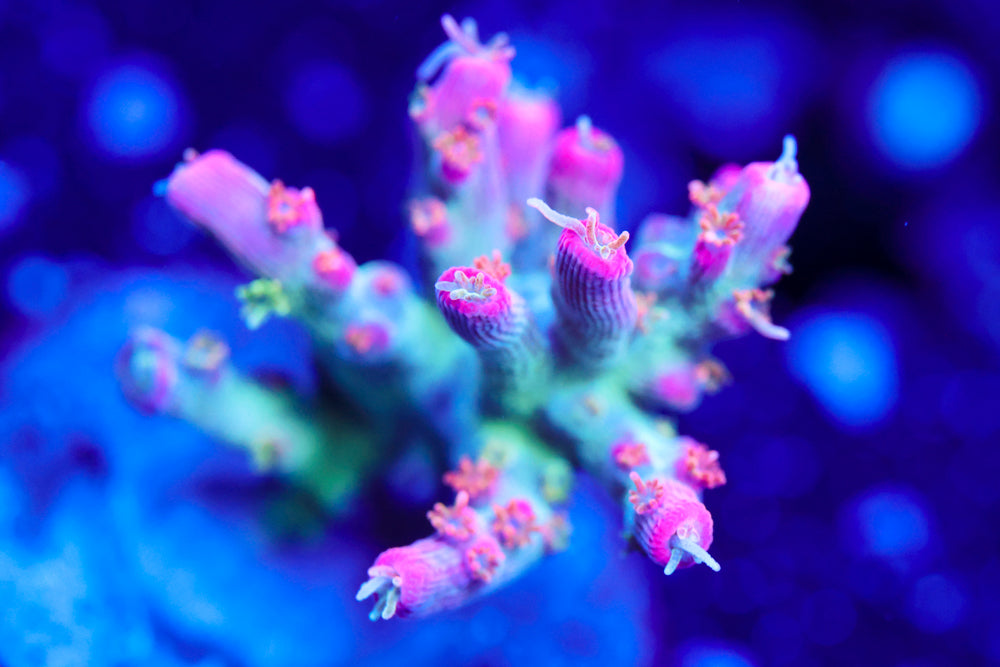 Vivid Confetti Acro 2