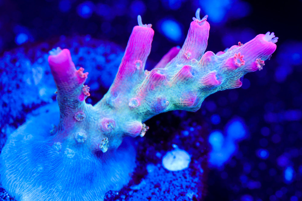 Vivid Confetti Acro 1