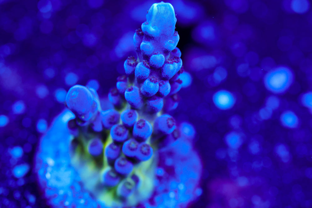 Nick's Purple Passion Acro 2