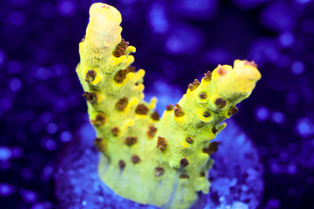 Inland Cyclops Acropora 2