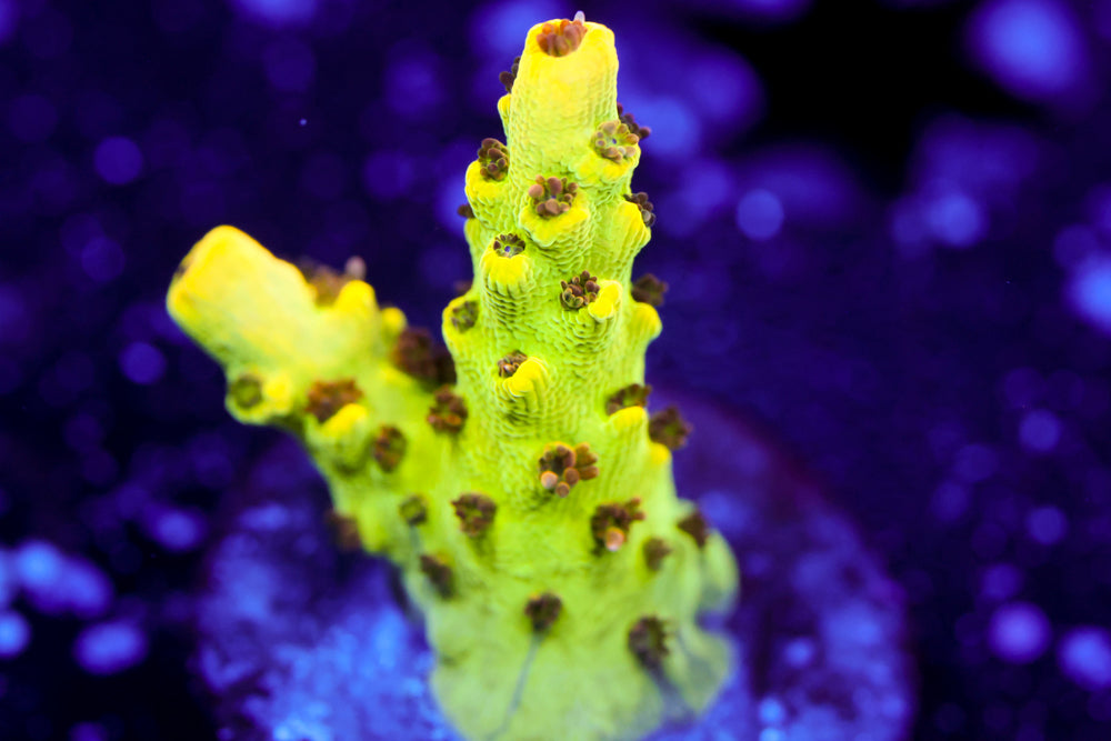 Inland Cyclops Acropora 1