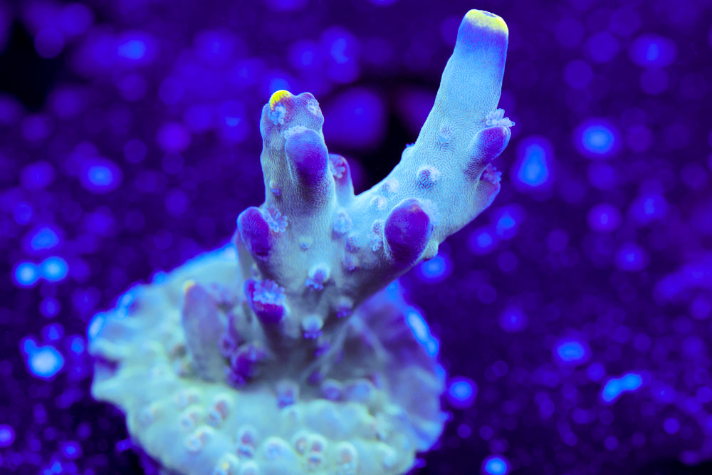 WWC Purple Candle Acro 2