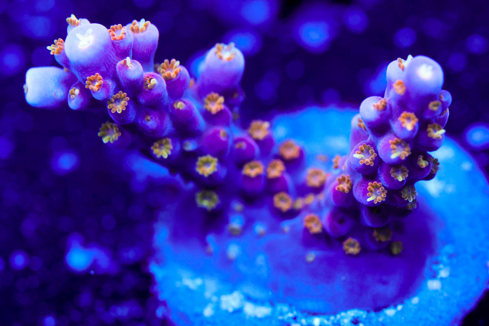 ARC Fireworks Acro 1