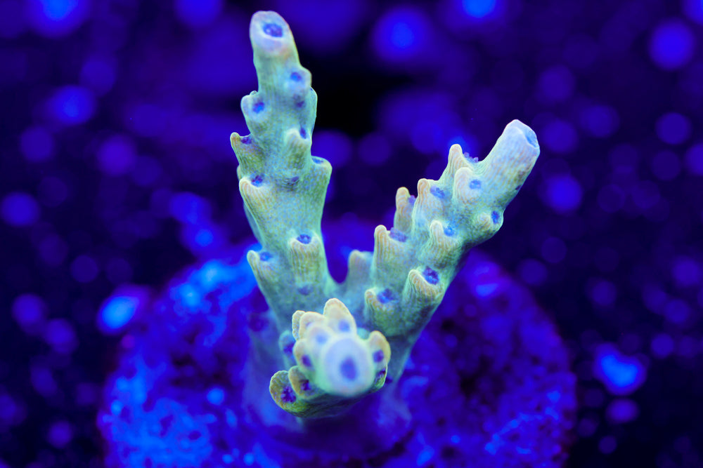 TGC Count of Monte Cristo Acro 1