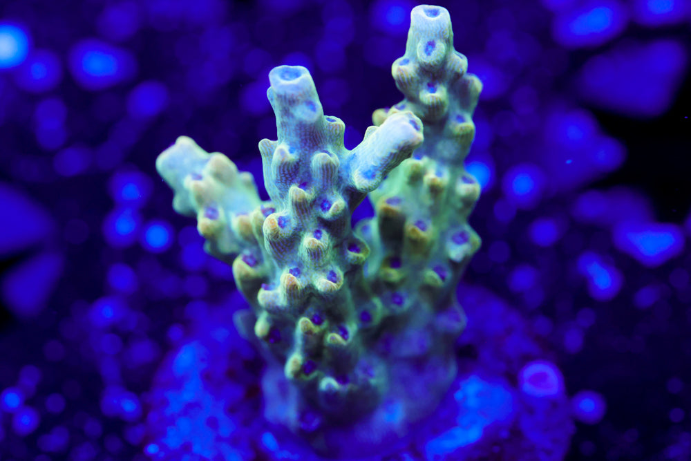 TGC Count of Monte Cristo Acro 2