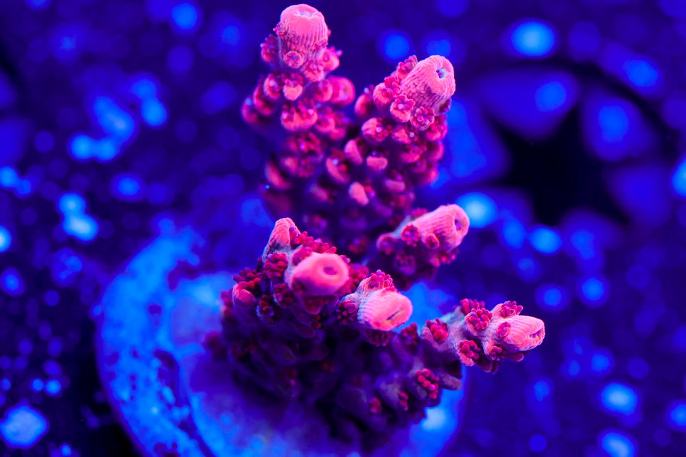 CB Maleficent Acro 2