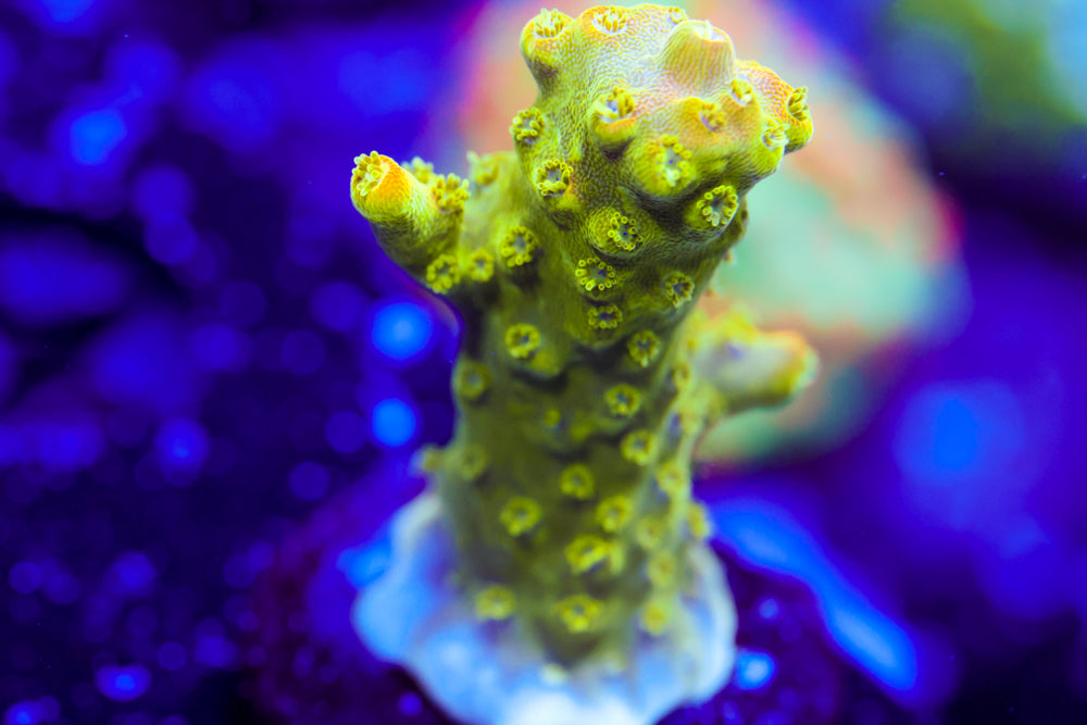 RR Rainbow Loom Acro 1