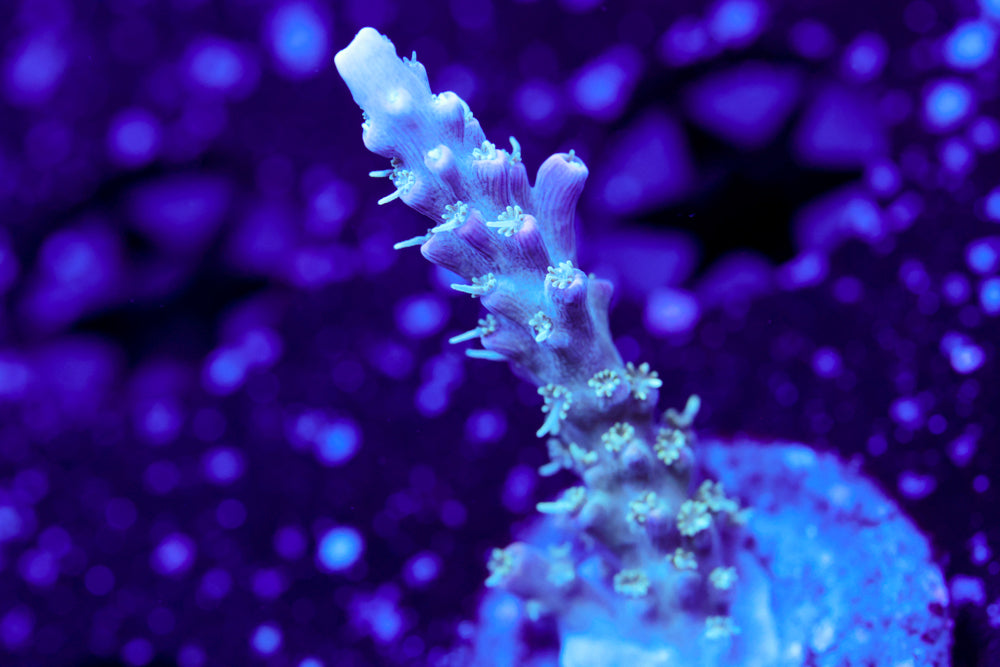 CC Ultra Violet Acro 1