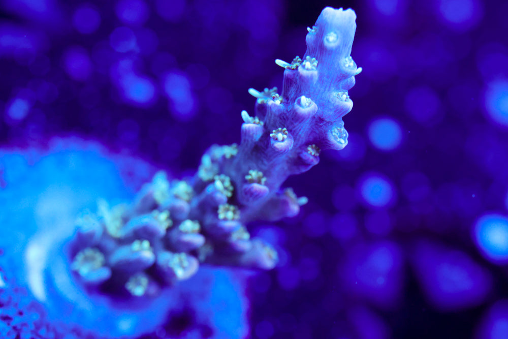 CC Ultra Violet Acro 2