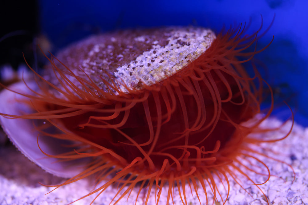 Flame Scallop