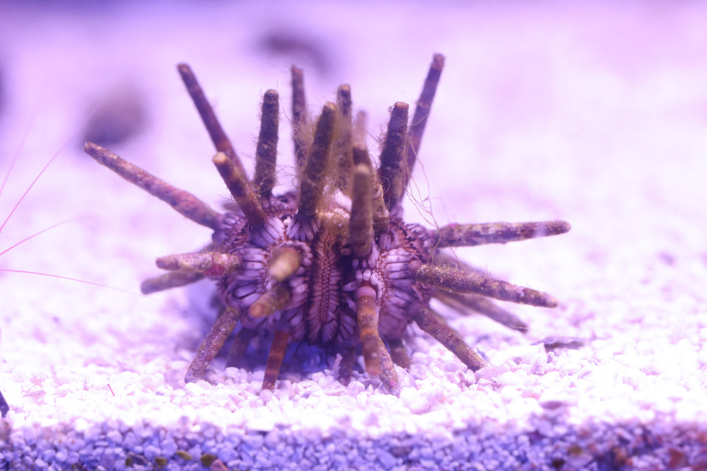 Pencil Urchin
