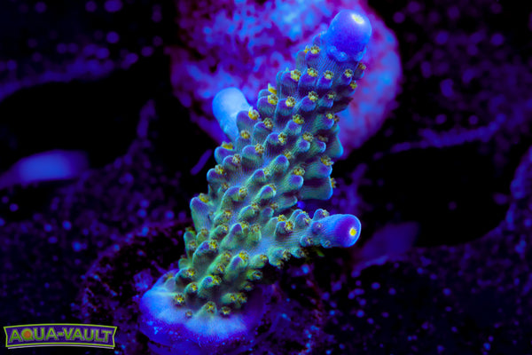 Tricolor Valida Acro