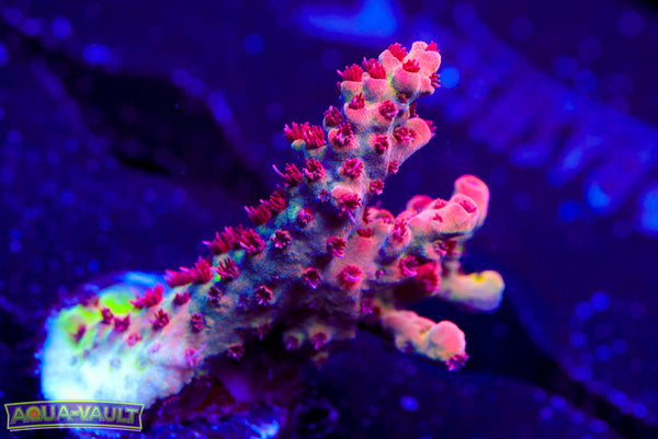 PC Superman Table Acro