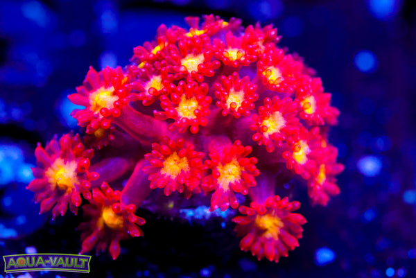 Combustion Micro Goni