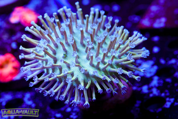 Blue Toadstool Leather