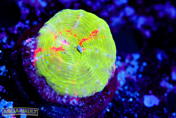 Small Bleeding Apple Scoly