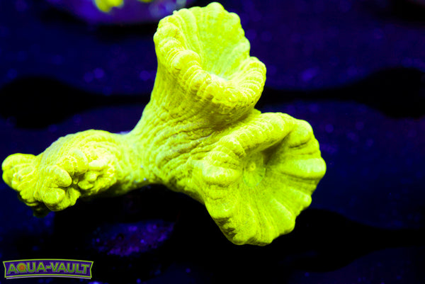 Kryptonite Trumpet Coral