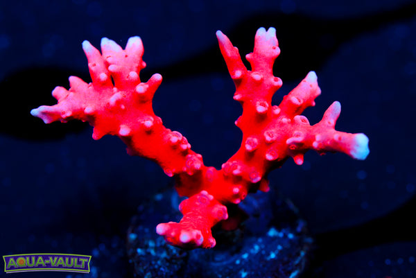 Red Montipora Hirsuta