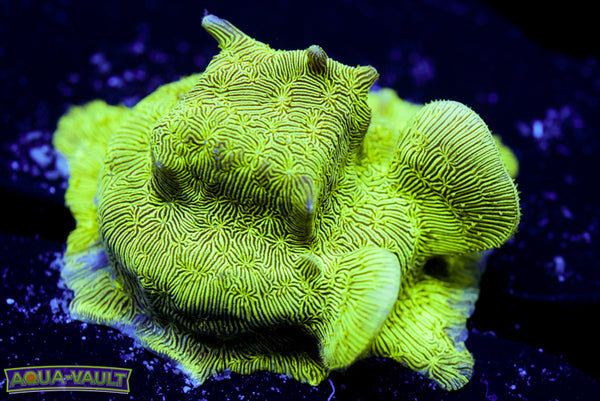 ORA Mint Chip Pavona