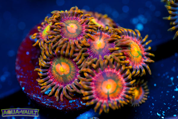 Laser Lemon Zoa