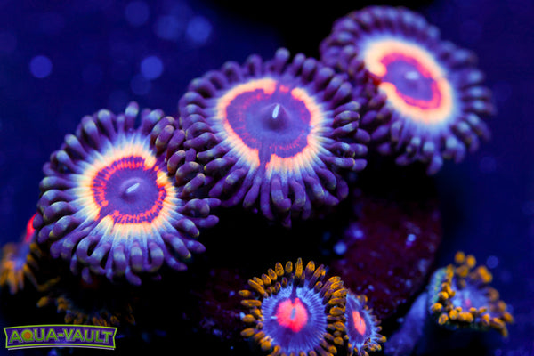 Solar Flare Zoa