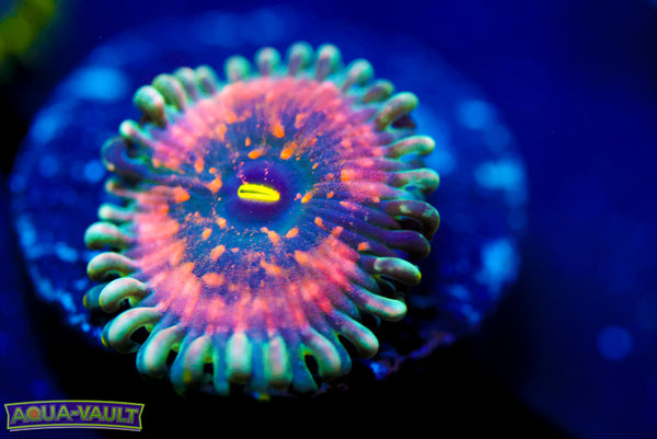 Hawaiian PE Zoa