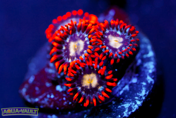 Firecracker Zoa